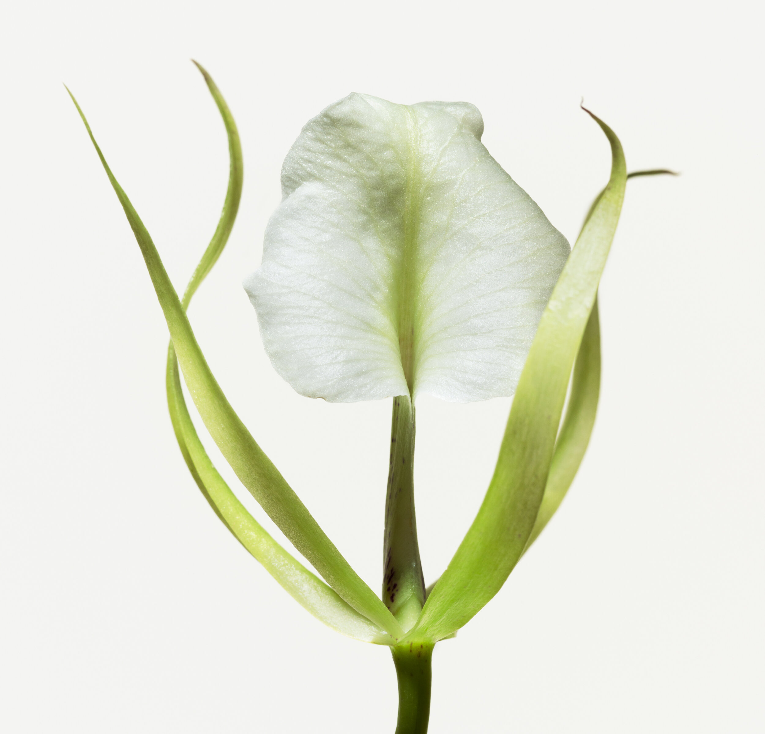 Paul Lange Big Blooms Orchids — Paul Lange